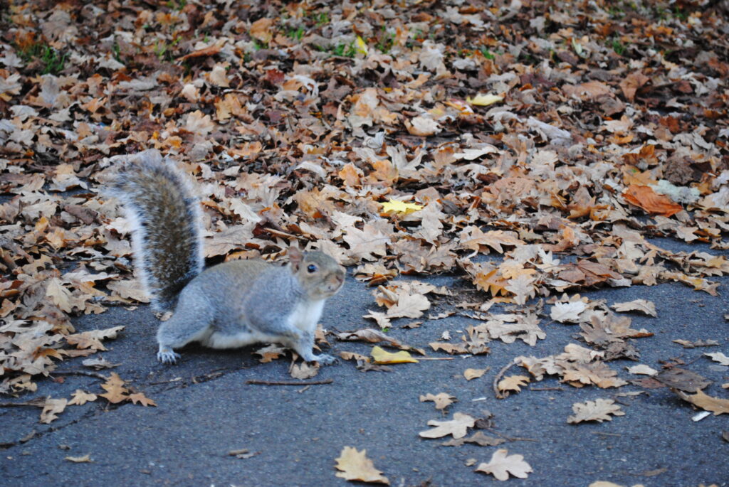 Scoiattolini a Regent's Park - Londra