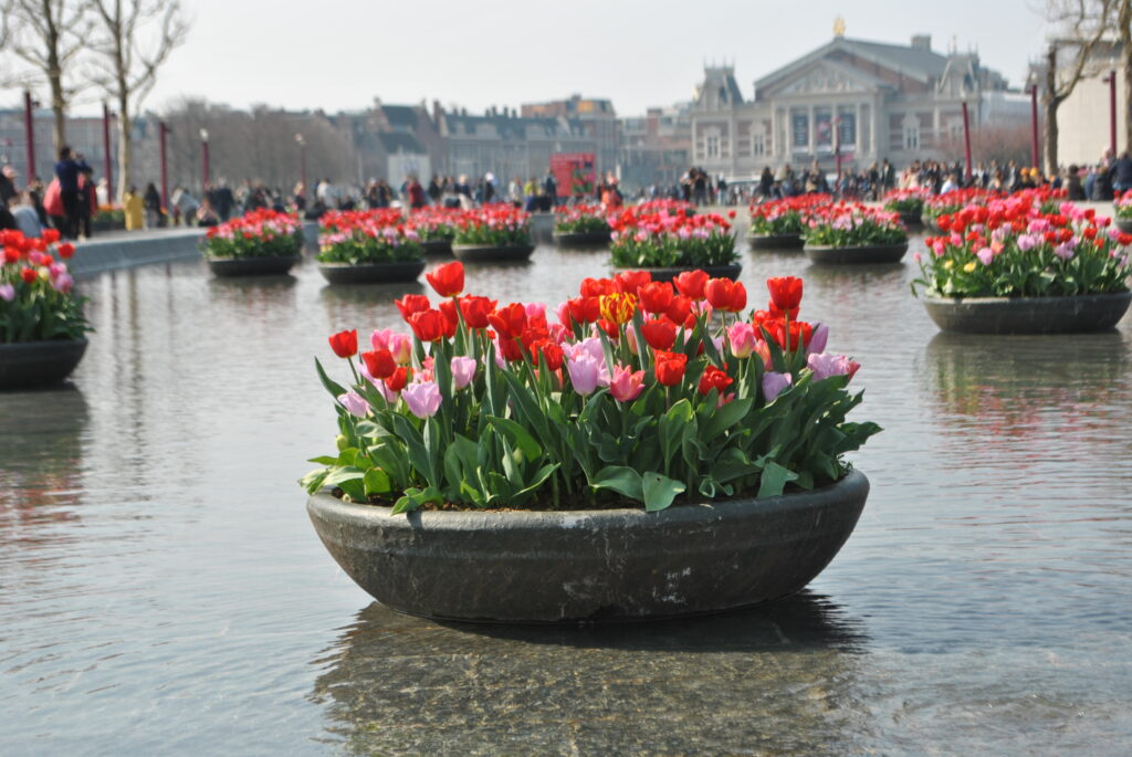 Amsterdam - la città dei tulipani