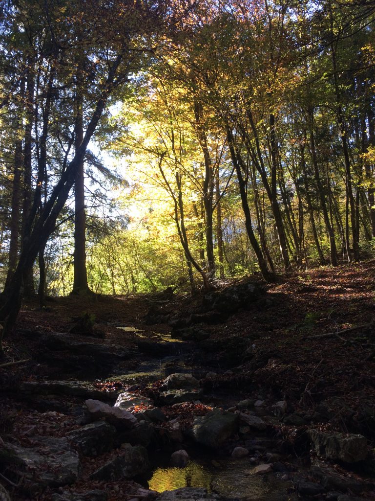 Tre escursioni autunnali da fare in Trentino: Sentiero Acqua e Faggi